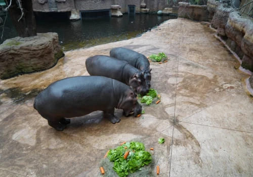 Pokazowe karmienia i treningi we wrocławskim zoo to nie tylko zabawa. Poznaj kulisy