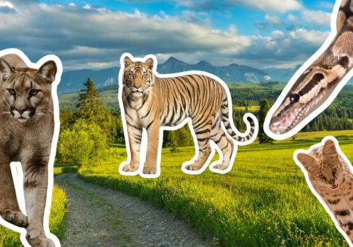 W lesie kolejna puma, w Łomiankach jeżozwierz. Też masz wrażenie, że coś tu nie gra?