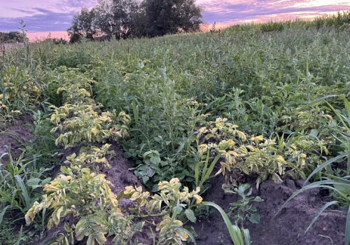 Wtórne zachwaszczenie na plantacjach ziemniaka