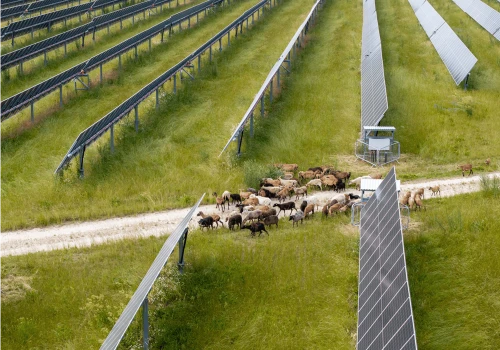 Owce zamiast kosiarek na farmach fotowoltaicznych