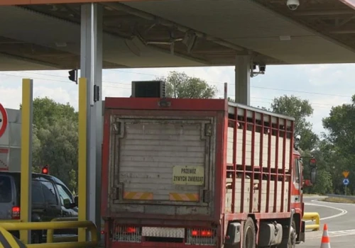 Zaostrzają zakaz transportu zwierząt w upały. Obowiązkowa klimatyzacja w naczepach?