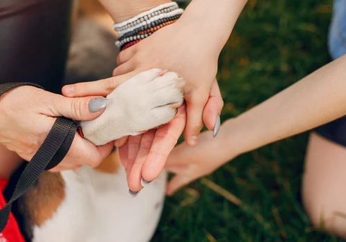 Sopotkowo zachęca do adopcji psów i kotów