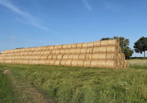Ile kosztuje słoma pod koniec żniw? Czy da się jeszcze kupić belę o średnicy 120 cm za 50 zł?
