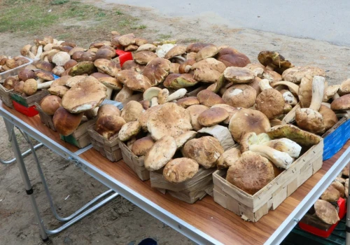 Tyle płacą za grzyby w skupie. Te gatunki opłacają się najbardziej, nawet 300 zł/kg