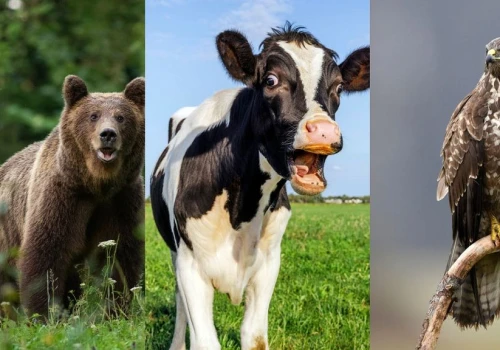 Podchwytliwy quiz o zwierzętach. My podajemy dwa gatunki, ty trzeci