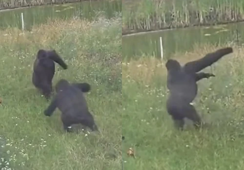 Gorylica z Warszawskiego ZOO tańczyła jak szalona. 