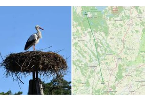 Słynny bocian Krutek odleciał do Afryki. Lot będzie śledzony przez GPS