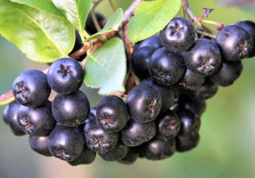 Ile płacą w skupach za aronię, czarny bez, maliny i jeżyny? Mamy aktualne ceny