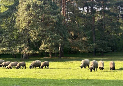 Wielka Brytania i Szwajcaria z nową umową handlową. To szansa dla brytyjskiego sektora
