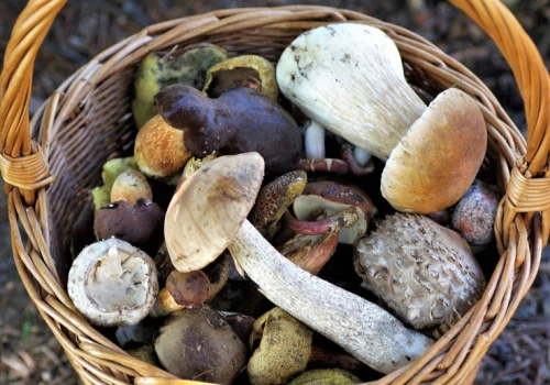 Na tych grzybach można zarobić najwięcej. Stawki sięgają 300 zł/kg