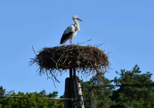 Pustka w bocianim gnieździe w Krutyni. Mazury pożegnały ptasiego celebrytę
