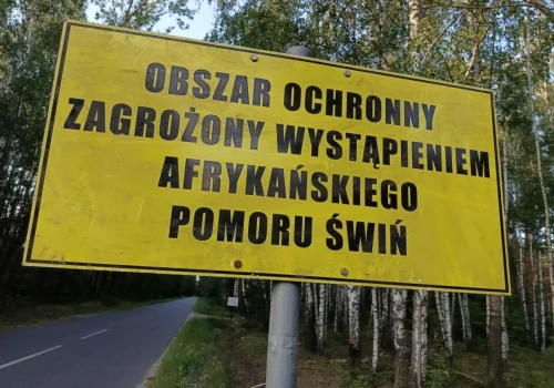 ASF w kolejnym gospodarstwie. Zlikwidowano 231 świń