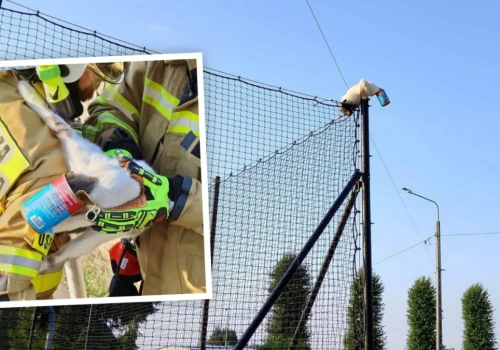Strażacy zdjęli duszącego się kota z ogrodzenia boiska. Głowę miał w puszce