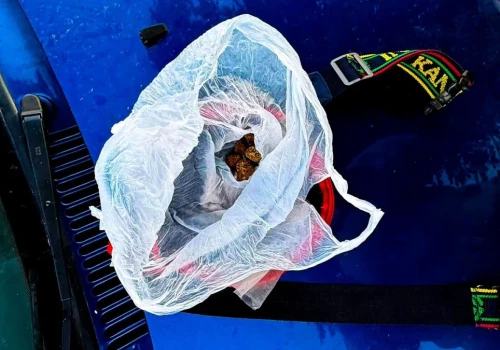 Pijany za kierownicą, marihuana w saszetce. 31-latek zatrzymany w Kamieńcu Ząbkowickim