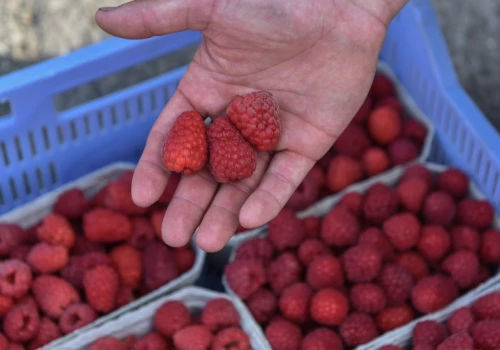 Maliny z 40 na 20 zł/kg. Na rynku warzyw i owoców duże zmiany cen