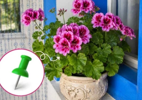 Trik ze szpilką na pelargonie. Kwitną burzą kwiatów do samego października
