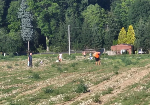 Skup płacił 20 gr/kg. Teraz rolnik wyśle cebulę do całej Polski