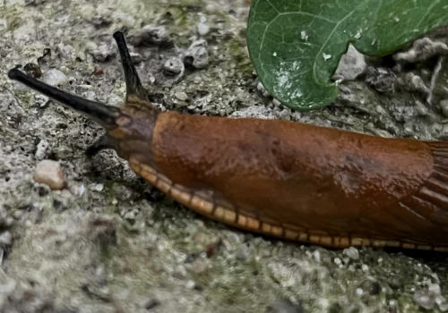 Po siewie monitoruj plantację rzepaku. Lokalnie problemem mogą być ślimaki