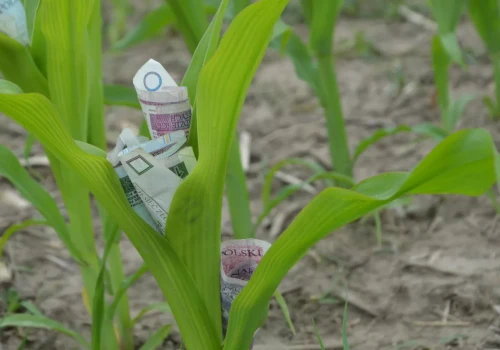 Stawki dopłat bezpośrednich i zmiany w ekoschematach 2027. Co proponuje MRIRW?