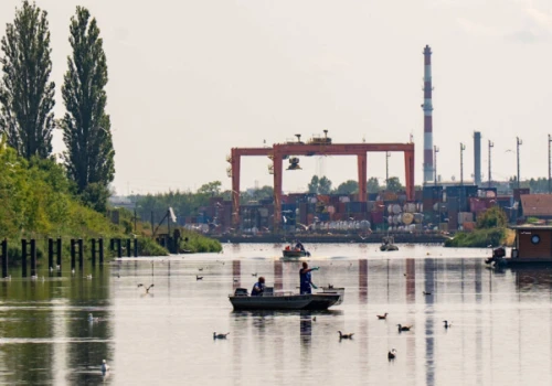 Śnięte ryby i złota alga w Kanale Gliwickim. Wojewoda wprowadził zakaz