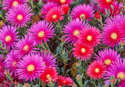 Pelargonie mogą się schować. Ta roślina kwitnie 180 dni w roku