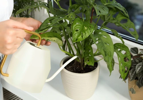 Monstera w sierpniu potrzebuje nawozu. Ale co z innymi roślinami?