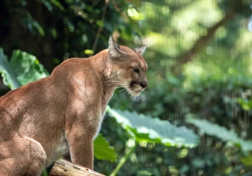 Puma na Mazowszu? Wszczęto alarm, ale finał sprawy zaskoczył wszystkich