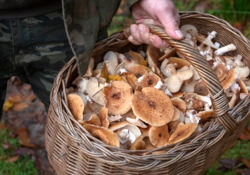 Gubią się na grzybach. Policja apeluje