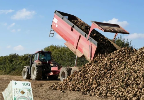 Susza niszczy buraki cukrowe. W tych krajach plony spadną najbardziej