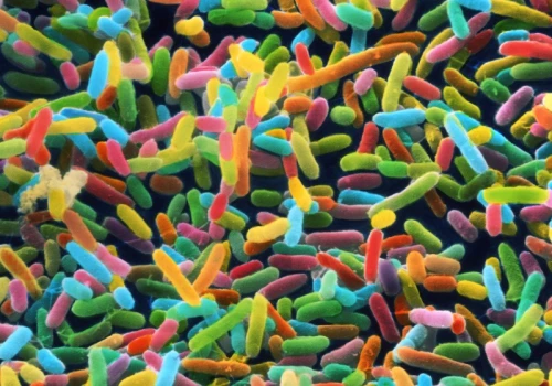 Jak mikrobiom jelit przyczynia się do rozwoju alzheimera