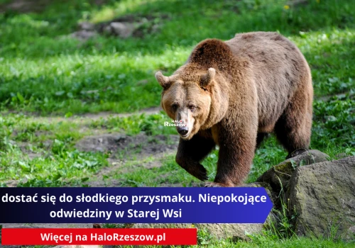 Chciał dostać się do słodkiego przysmaku. Niepokojące odwiedziny w Starej Wsi