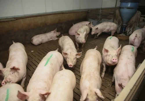 W krótkim terminie sytuacja sprzyja producentom tuczników. Mają przewagę negocjacyjną