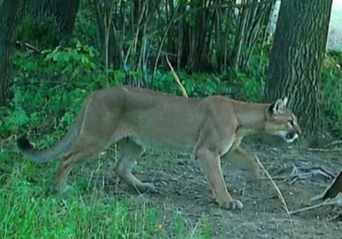 Puma grasuje w lasach na Dolnym Śląsku. Jest zdjęcie z fotopułapki!