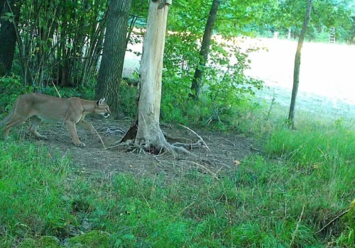 Puma w lesie okazała się prawdziwa! Jest zdjęcie z fotopułapki