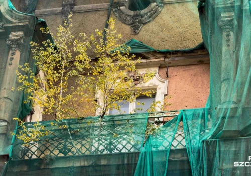Brzoza na tarasie 