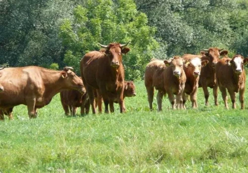 Żniwa ograniczyły sprzedaż bydła. Ile ubojnie płacą dziś za byki, jałówki i krowy?