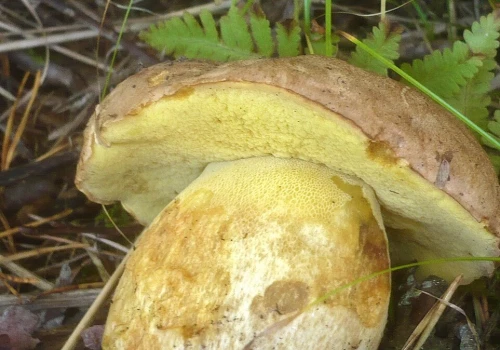Ten grzyb jest najlepszy do suszenia. Na długo zachowuje smak i aromat