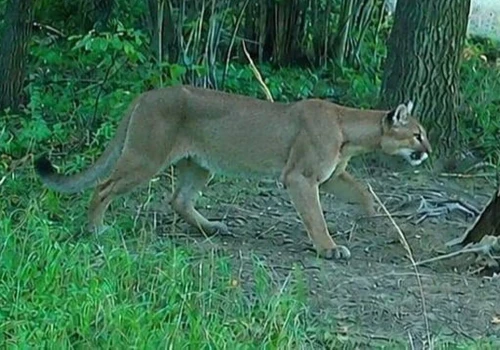 Puma grasuje w lasach na Dolnym Śląsku. 