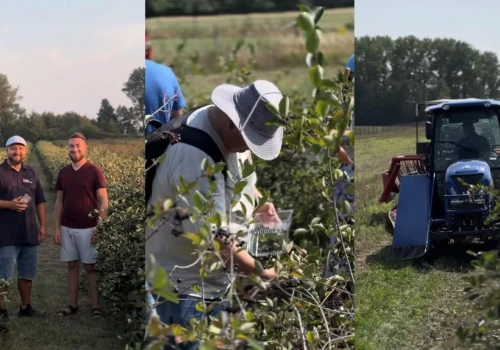 Święto aronii już 23 sierpnia! Zapraszamy do udziału w wydarzeniu