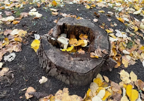 Zanim chwycisz za łopatę, sprawdź, która metoda naprawdę usuwa korzenie
