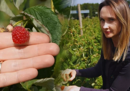 Trwają zbiory malin jesiennych. Pogoda sprzyja szarej pleśni