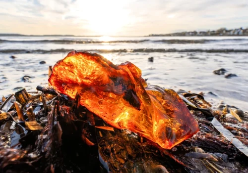Wybrał się na plażę z psem, kaczką i gęsią . Odkryli półkilogramowy skarb