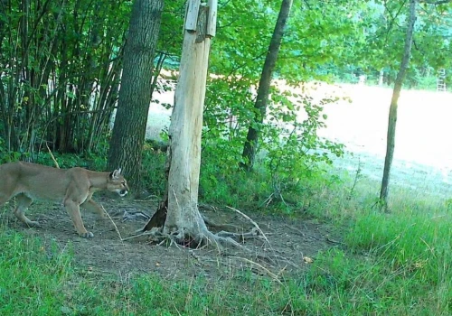Dziki kot w dolnośląskim lesie. To jednak puma, jest nagranie