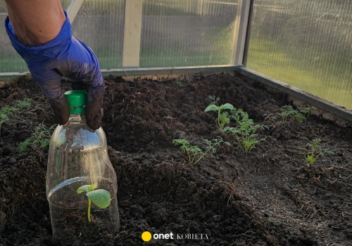 Plastikowe butelki kontra mrówki. Prosty sposób na uporczywe owady w ogrodzie