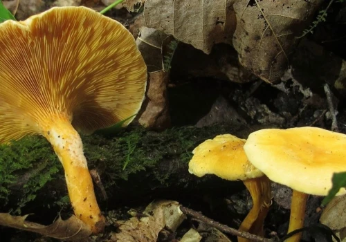 Uważaj podczas zbierania grzybów. Podpowiadamy jak nie pomylić kurki z lisówką pomarańczową