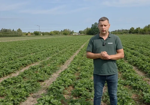 Sierpień na plantacji truskawek. Woda, zdrowe liście i dobre ukorzenienie to podstawa