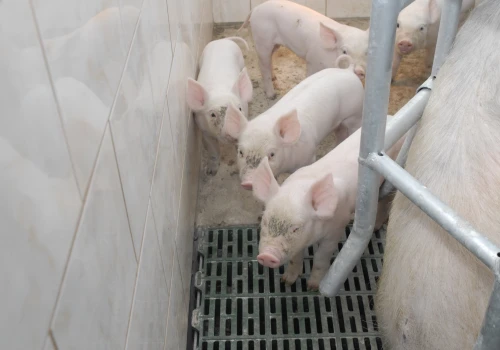 100 tys. zł dla hodowców świń. Dofinansowanie na bioasekurację ASF od 2 września