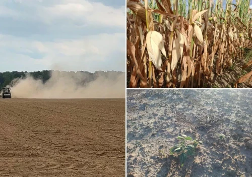 Buraki małe jak szklanka, 90 ha fasolki do zaorania. Rolnik: „Ręce opadają”