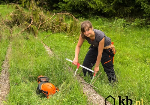 To ostatni moment na zakup drewna opałowego w dobrej cenie. Tyle kosztuje w połowie sierpnia