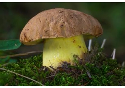 Niemal każdy grzybiarz powie, że to najlepszy grzyb do suszenia. Pełen smaku i nie ma goryczki